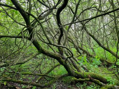 Mose -natur i Aarhus