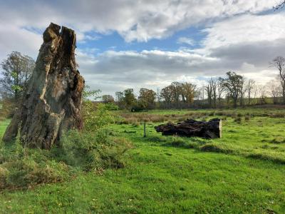 Vilhelmsborg ny natur