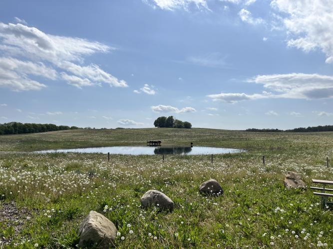 Ny natur hjortebakkerne