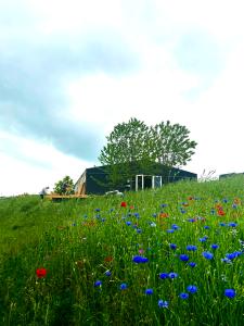 blomstereng og infohus i lisbjerg