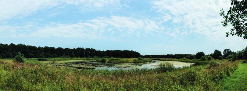 Sø med bevoksning af siv omkring. En skov i baggrunden.